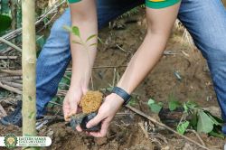 TREE_PLANTING_12